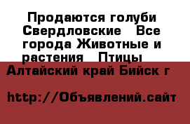 Продаются голуби Свердловские - Все города Животные и растения » Птицы   . Алтайский край,Бийск г.